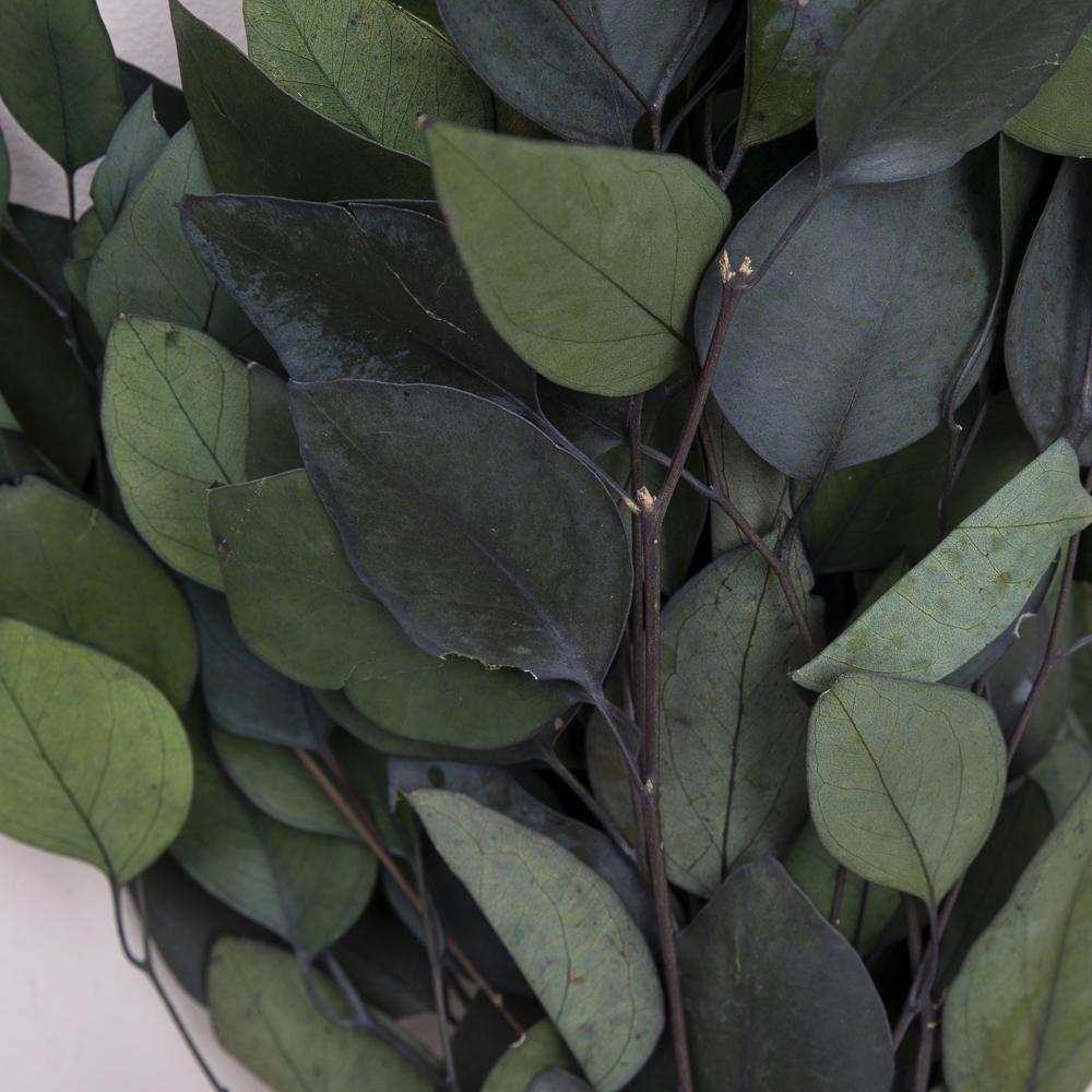 Сухоцвіт евкаліпт стабілізований (ST00204) - фото 2 Сухоцвіт евкаліпт стабілізований (ST00204) - фото 2