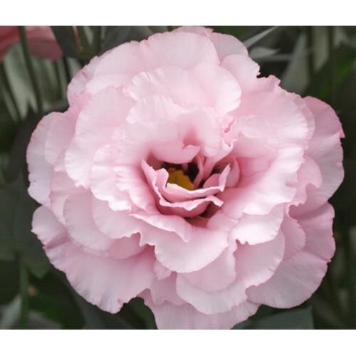 Семена цветов Эустома Лизиантус Arena 1 Light Pink Takii 1000 шт. (BN08796)