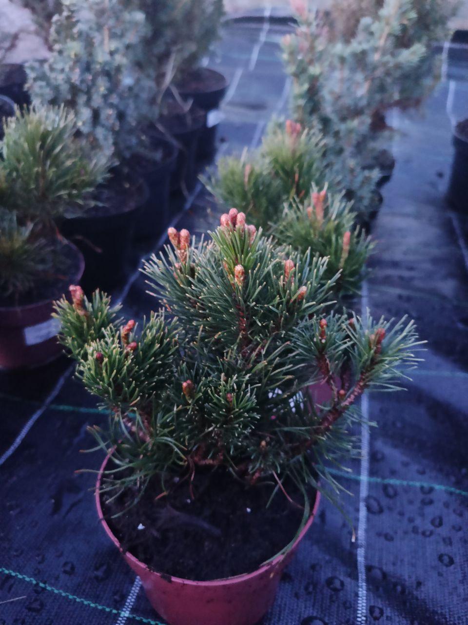 Сосна гірська карликова Pumilio в горщику (25089140)