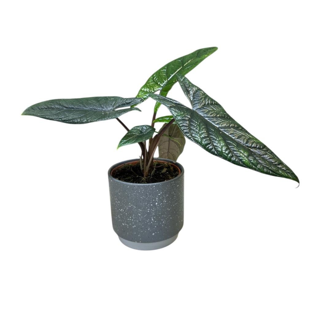 Алоказия Скальпрум (28446825) Алоказия Скальпрум (28446825)