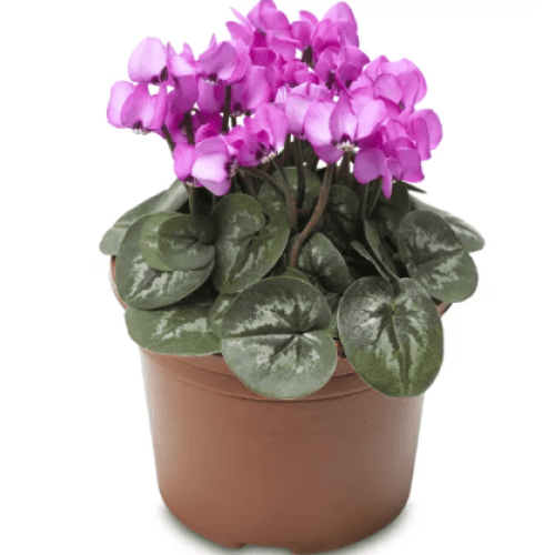 Семена цветов Syngenta Цикламен Косский Cyberia Dark Rose 5 шт. (BN07247-4)