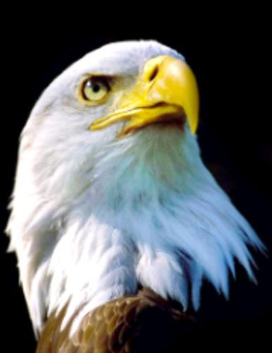 Алмазная мозаика Strateg Птицы Портрет орла 30х40 см на подрамнике (HX281-mt)