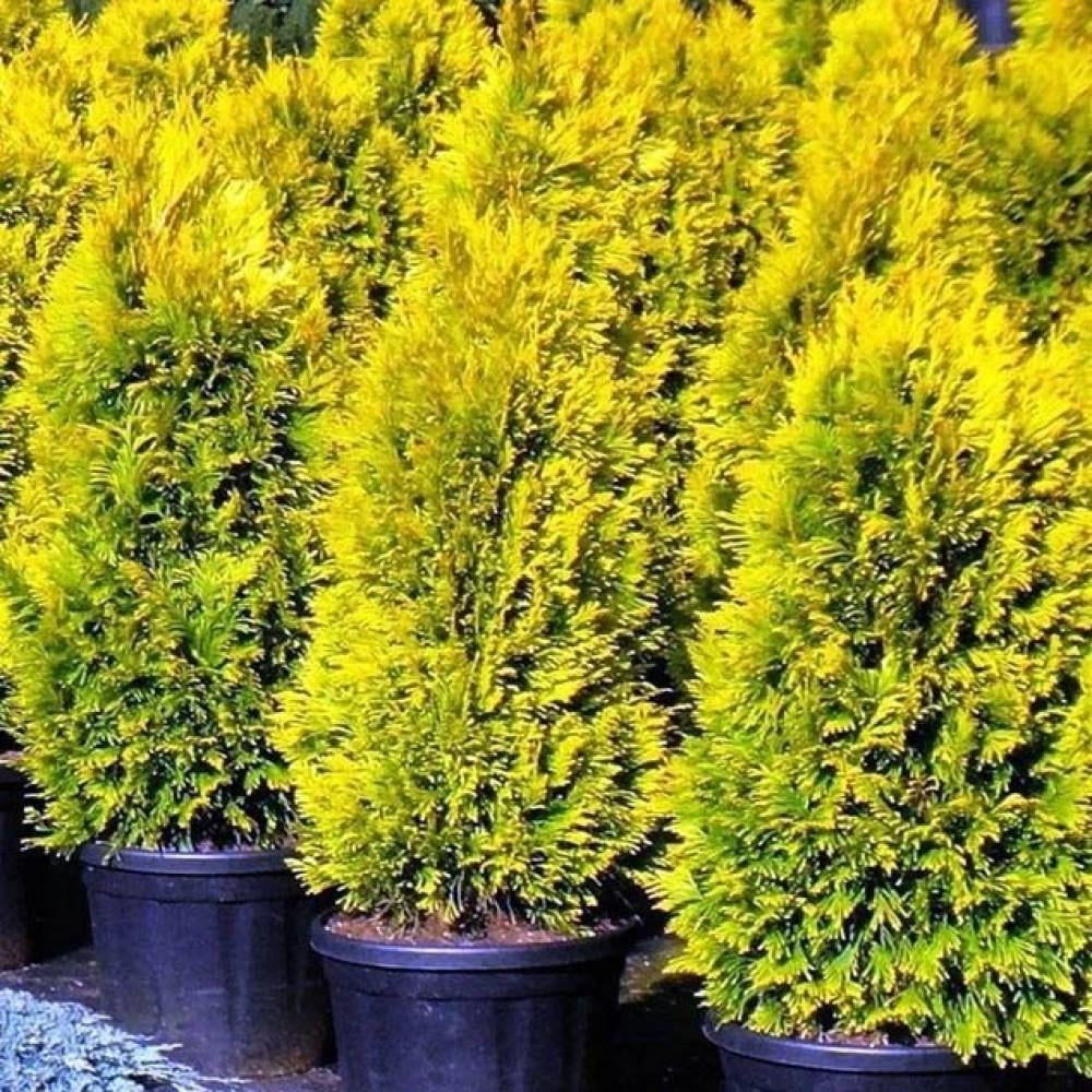 Саженцы туи западной Thuja occidentalis Голден Брабант в горшке 0,5 л - фото 3 Саженцы туи западной Thuja occidentalis Голден Брабант в горшке 0,5 л - фото 3