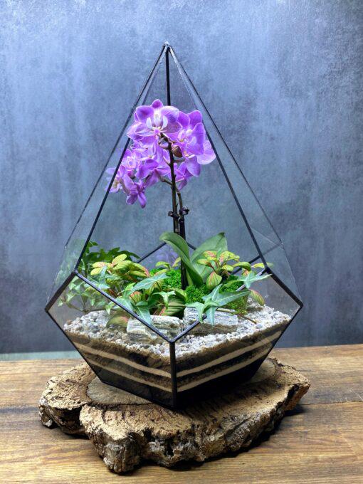 Флорариум с орхидеей в капле Рассветное чудо 33 см