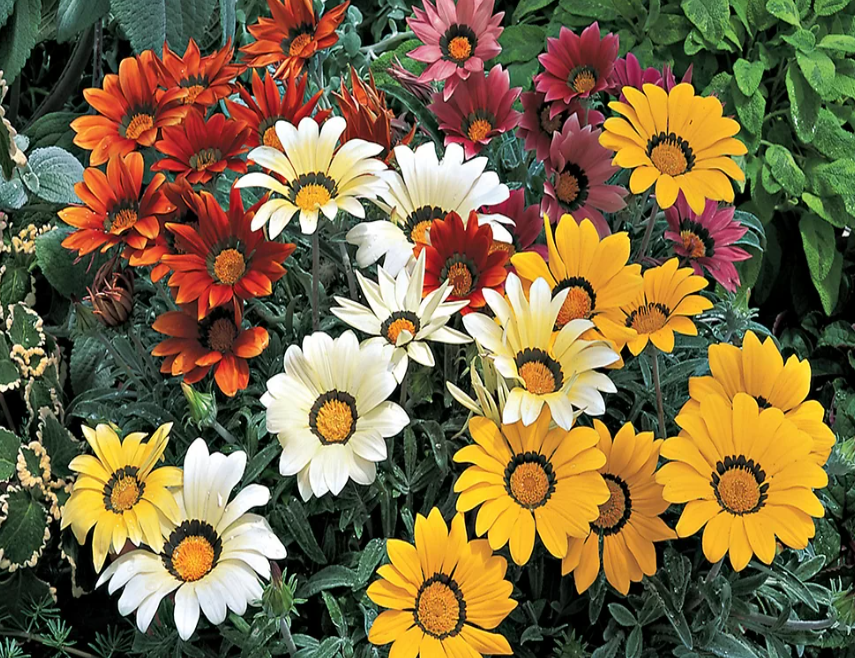 Семена Газания жестколистая Kiss Mix ТД Гекса-Украина 02-01-588 100 шт. (IR003212)