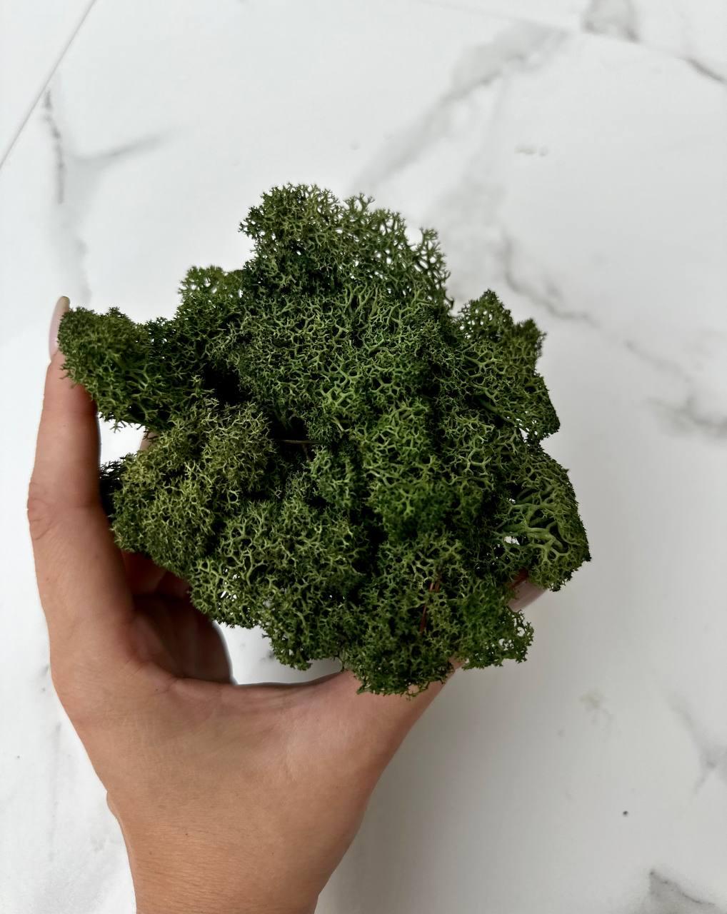 Стабілізований мох Autumn (20698585) - фото 3