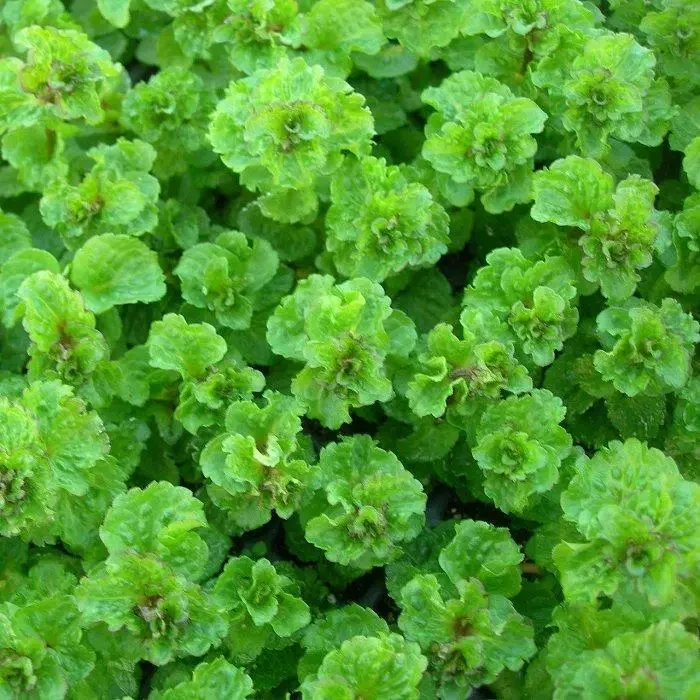 Саженцы корневище Мяты кудрявой Криспа в горшке 0,5 л