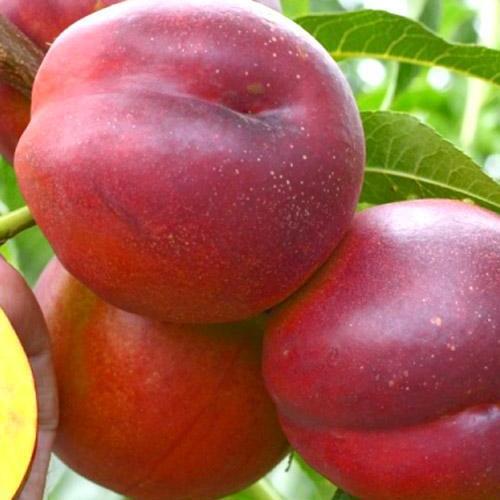 Саджанець Нектарин Харко лисий персик літній сорт середній термін дозрівання (39944)