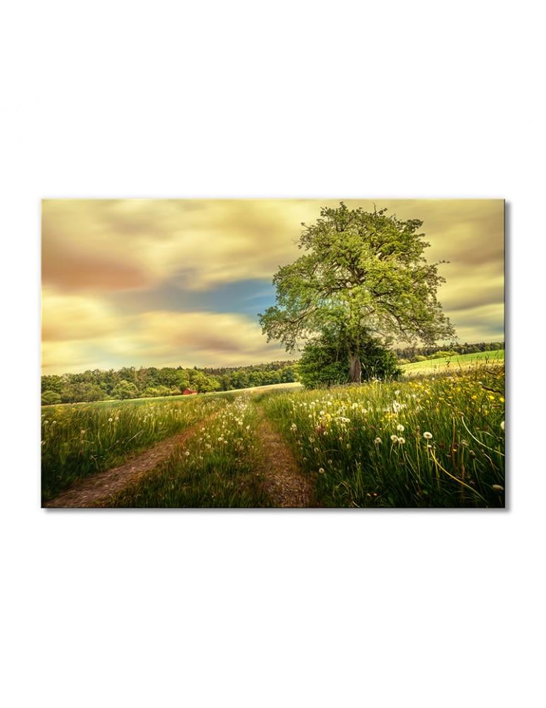 Картина модульная Природа деревья зелень трава 1 модуль 40х60 см