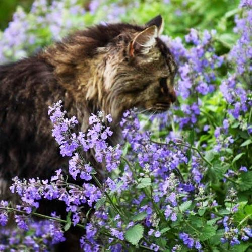 Котовник Florium Walker's Low (7012)