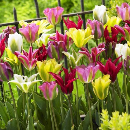 Тюльпан Floriumы зеленоцветные Микс (3628)