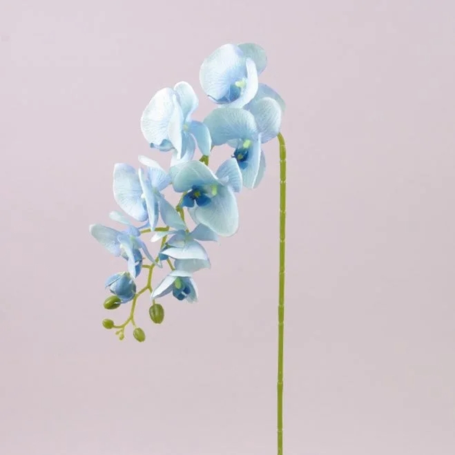 Цветок Фаленопсис Flora Голубой (72793)