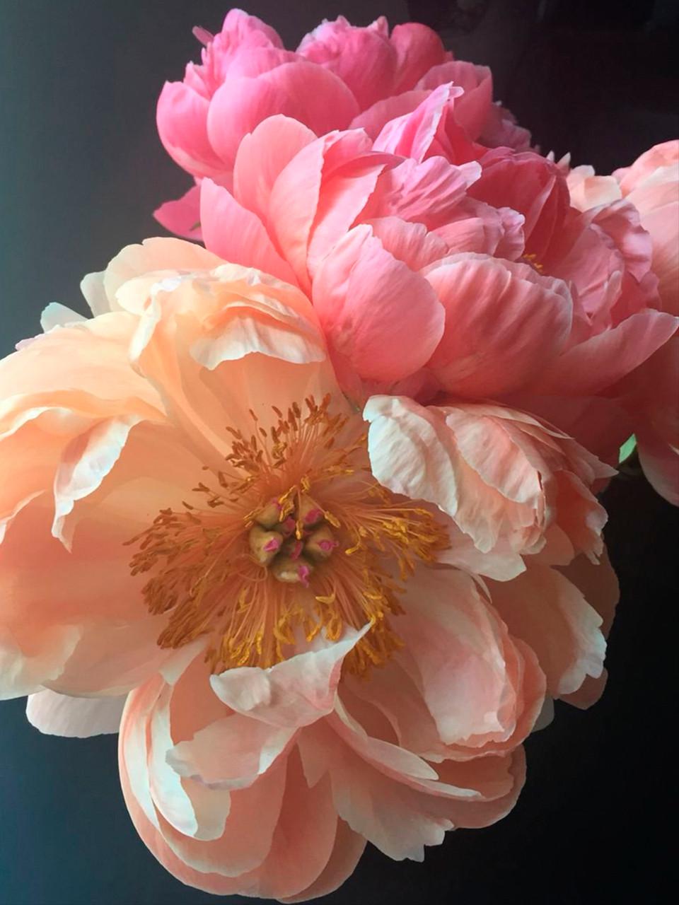 Алмазная мозаика Santi Пионы на подрамнике 30х40 см