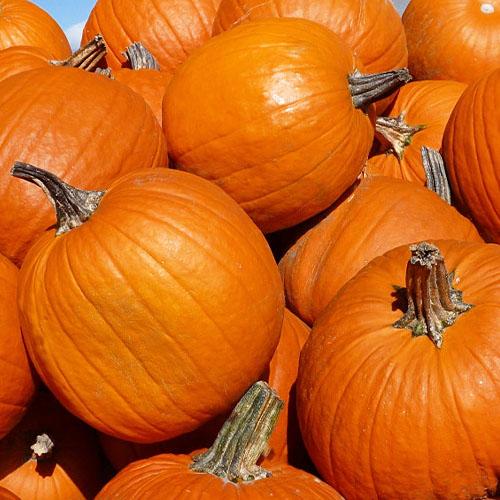 Семена Гарбуз Florium Жовтий Гігант (7495)