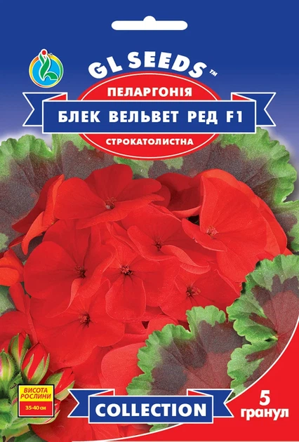 Семена цветов GL Seeds Пеларгония Блэк Вельвет Ред F1 5 шт. (GL-1168)