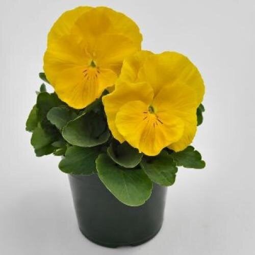 Семена цветов Виола Inspire DeluXXe Yellow Benary 1000 шт. (BN06152)