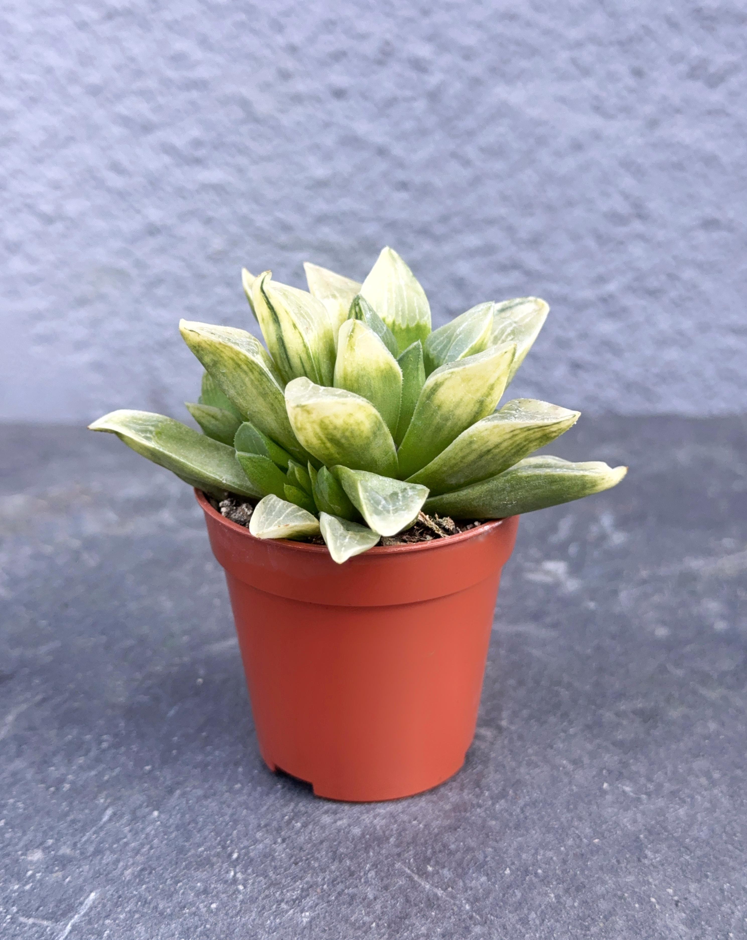 Сукулент Хавортия Ретуза Белый призрак Haworthia retusa 'White Ghost' 5 см