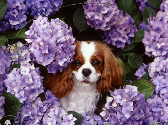 Картина по номерам Josef Otten Животные Песик 40х50 см в термопакете (6264EOTG_O-mt) Картина по номерам Josef Otten Животные Песик 40х50 см в термопакете (6264EOTG_O-mt)