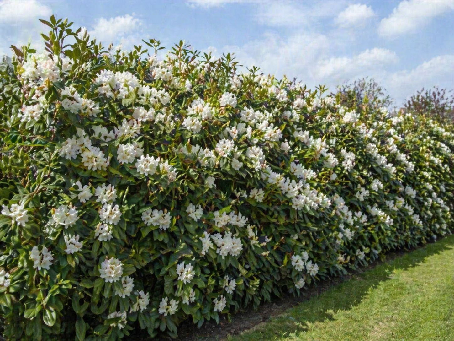 Саженец многолетнего рододендрона с белыми цветами/среднерослый/морозостойкий в горшке (p9)