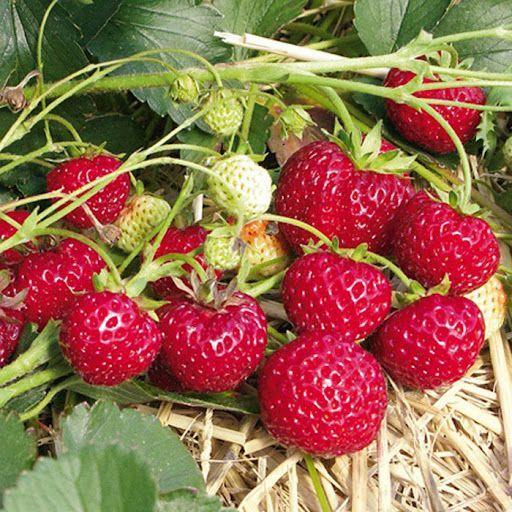 Саженец клубники Mieze Schindler поздняя (1728954179)