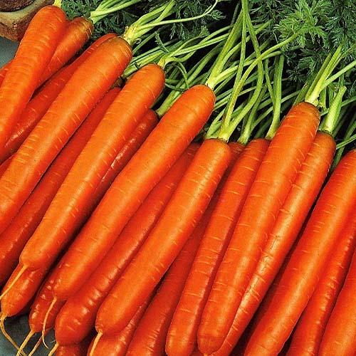 Семена Морква Florium Флакке (13172)