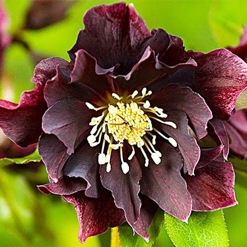 Морозник Florium Purple Double (18108)