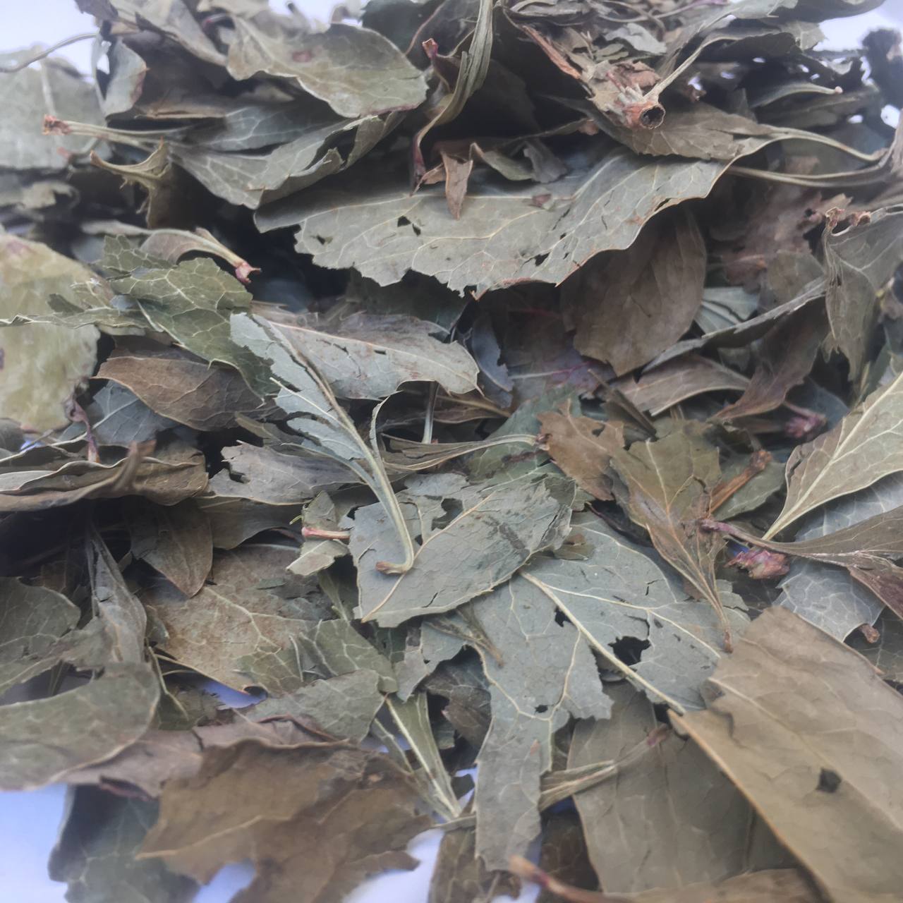 Лист Барбариса Карпаты 50 г (629b5e7a1eeccf182b7f86d3)