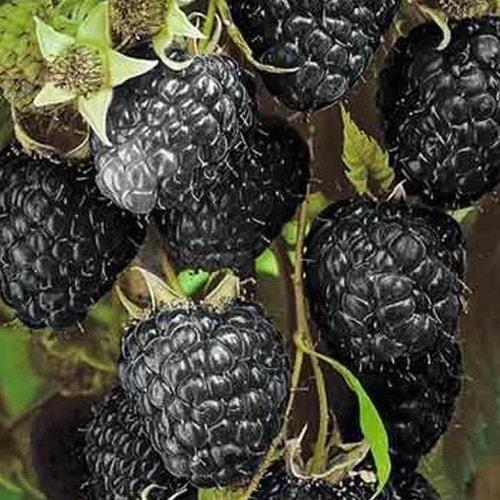Сажанец Черная малина Black Jewel Черное сокровище (50924)
