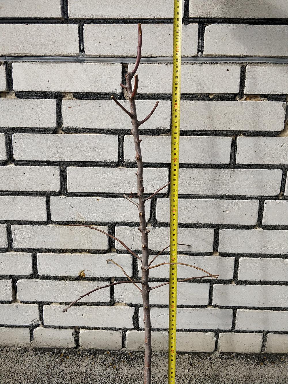 Миндаль сорт Первенец Храмова 2-летний 1 саженец (14896162) - фото 3