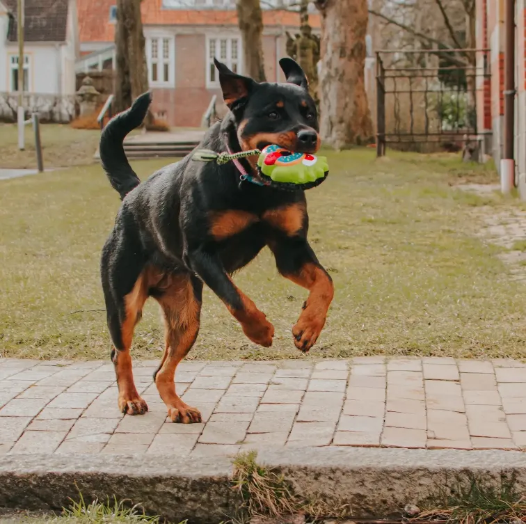 Іграшка для собак Max&Molly Snuggles Toy Bob the Blob (24762949) - фото 2