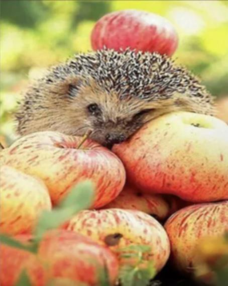 Набір для творчості алмазна картина Strateg Їжачок з яблуками HEG86024 30x40 см (MTT-174718) Набір для творчості алмазна картина Strateg Їжачок з яблуками HEG86024 30x40 см (MTT-174718)