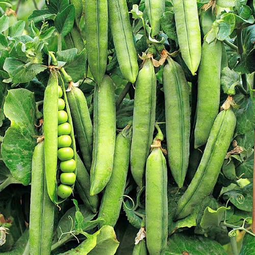 Насіння Горох Florium Альфа 30 г (18920) - фото 2 Насіння Горох Florium Альфа 30 г (18920) - фото 2