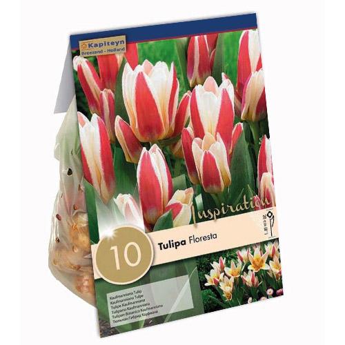 Тюльпан Florium Floresta брендовые луковицы Kapiteyn (15337)
