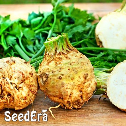 Насіння Селера Florium кореневий Цілитель (16868) - фото 3 Насіння Селера Florium кореневий Цілитель (16868) - фото 3