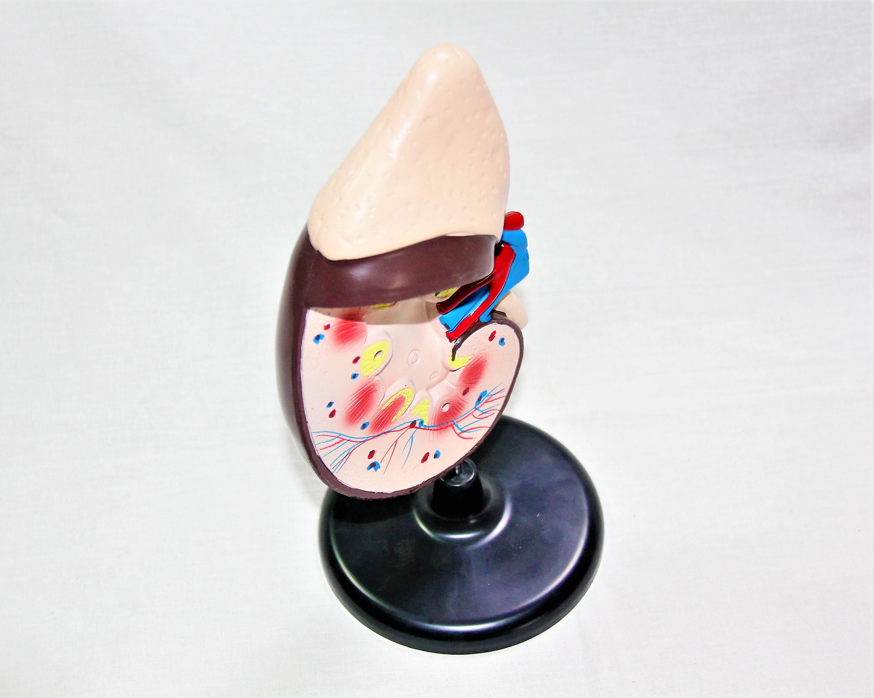 Макет Нирка людини Руді на підставці 31х13х15 см (Б015у) - фото 2 Макет Нирка людини Руді на підставці 31х13х15 см (Б015у) - фото 2