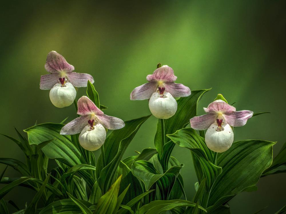 Картина на полотні Квіти 40x30 см (K196)