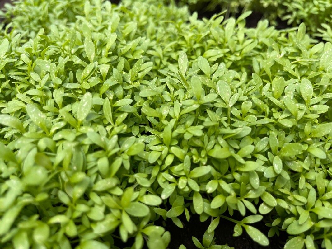 Семена Кресс-салат Афродита  2 г 850 шт. скороспелый (RS-00927) - фото 3