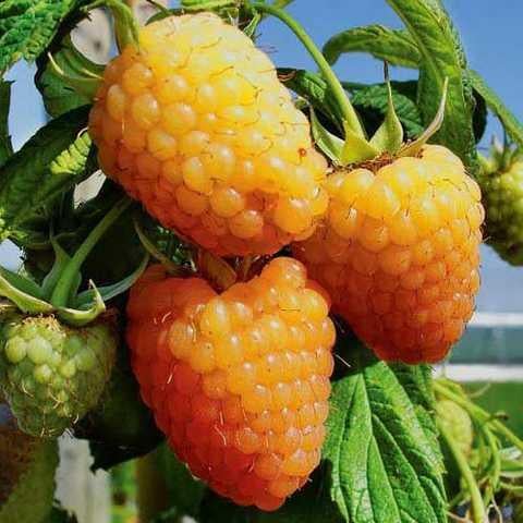 Саджанець малини ремонтантної Жовтий гігант (2085726888)