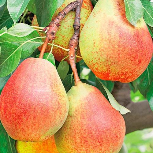 Сажанец Груша Ласточка осенний сорт/средний срок созревания (177239) Сажанец Груша Ласточка осенний сорт/средний срок созревания (177239)