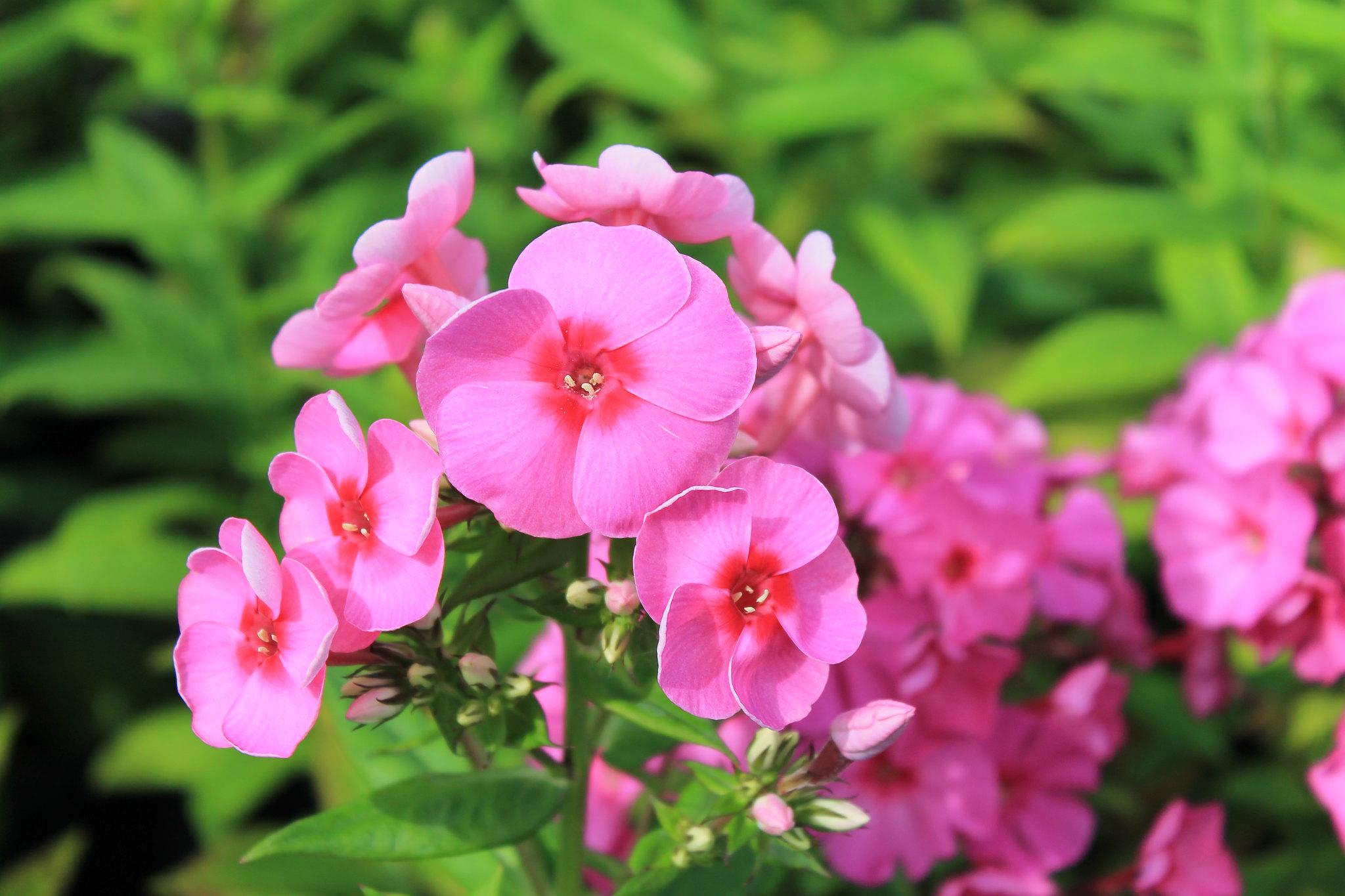 Флокс метельчатый Dobrodar Flame Pink 3 шт. (38284658)