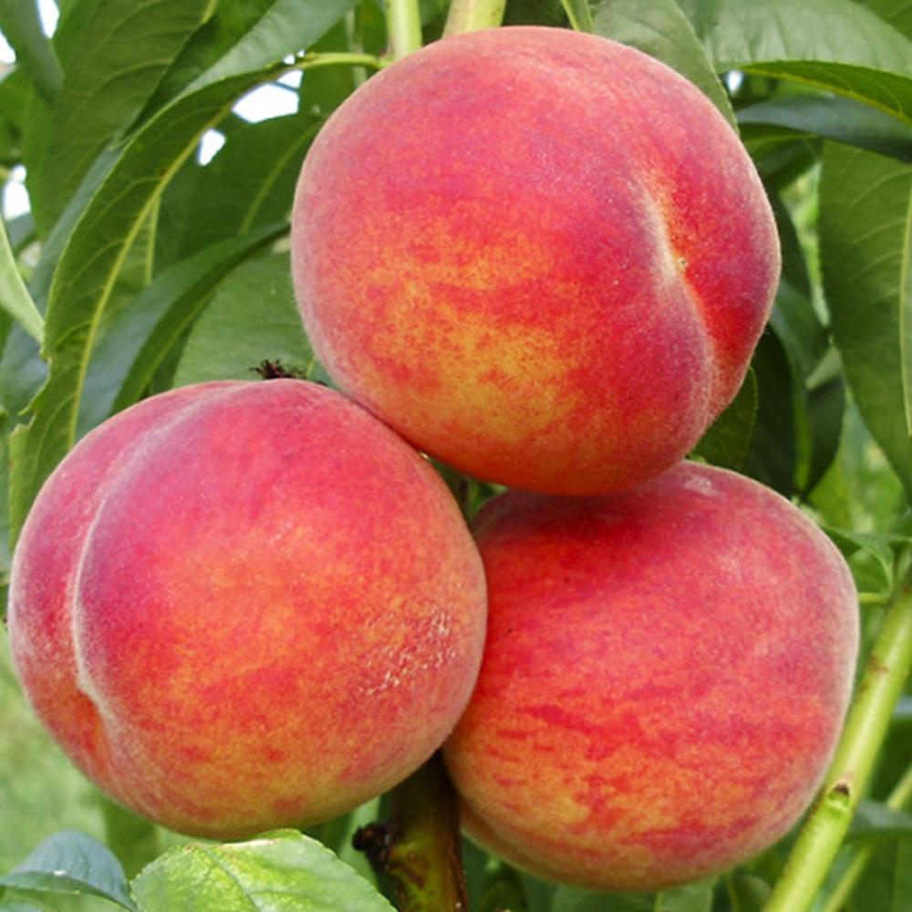 Саженец персика Фламинго 2 летний (14965888) Саженец персика Фламинго 2 летний (14965888)
