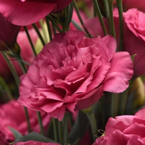 Семена цветов Can Can F1 Carmine Rose (BN12045-2) Семена цветов Can Can F1 Carmine Rose (BN12045-2)