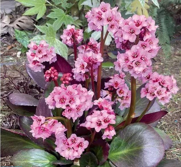 Растение уличное Бадан сердцелистный Vintage Blush С1 (2-32)