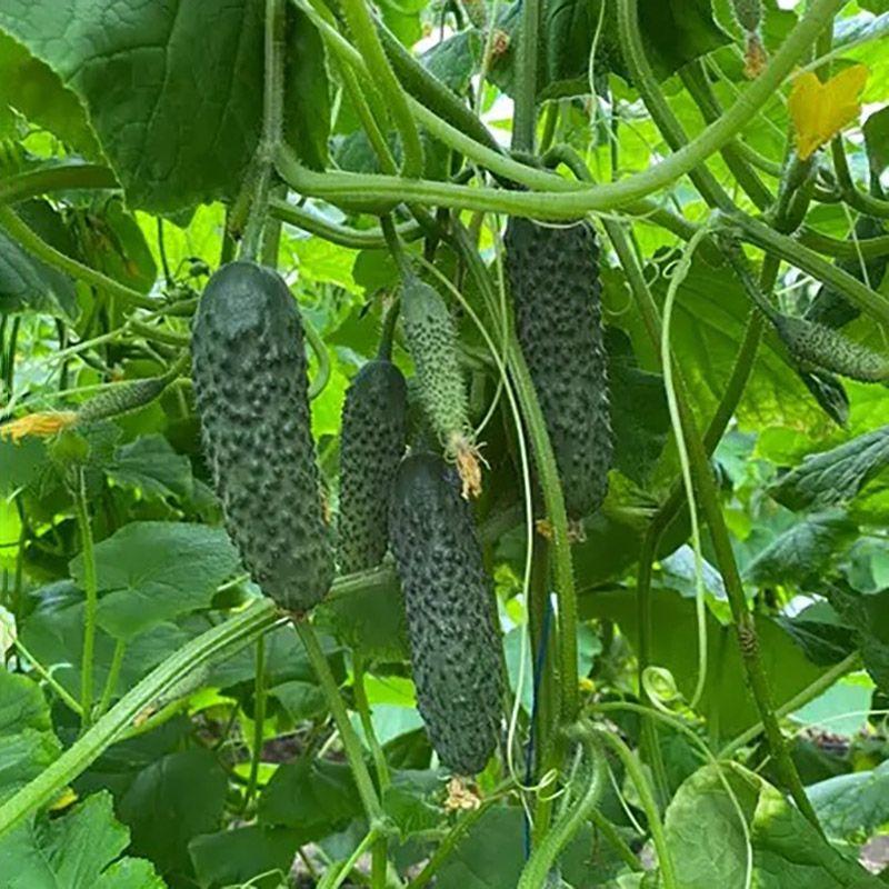 Насіння Огірок Партенокарпічний Rijk Zwaan ELVINARA F1 1 000 шт. (2289904237)