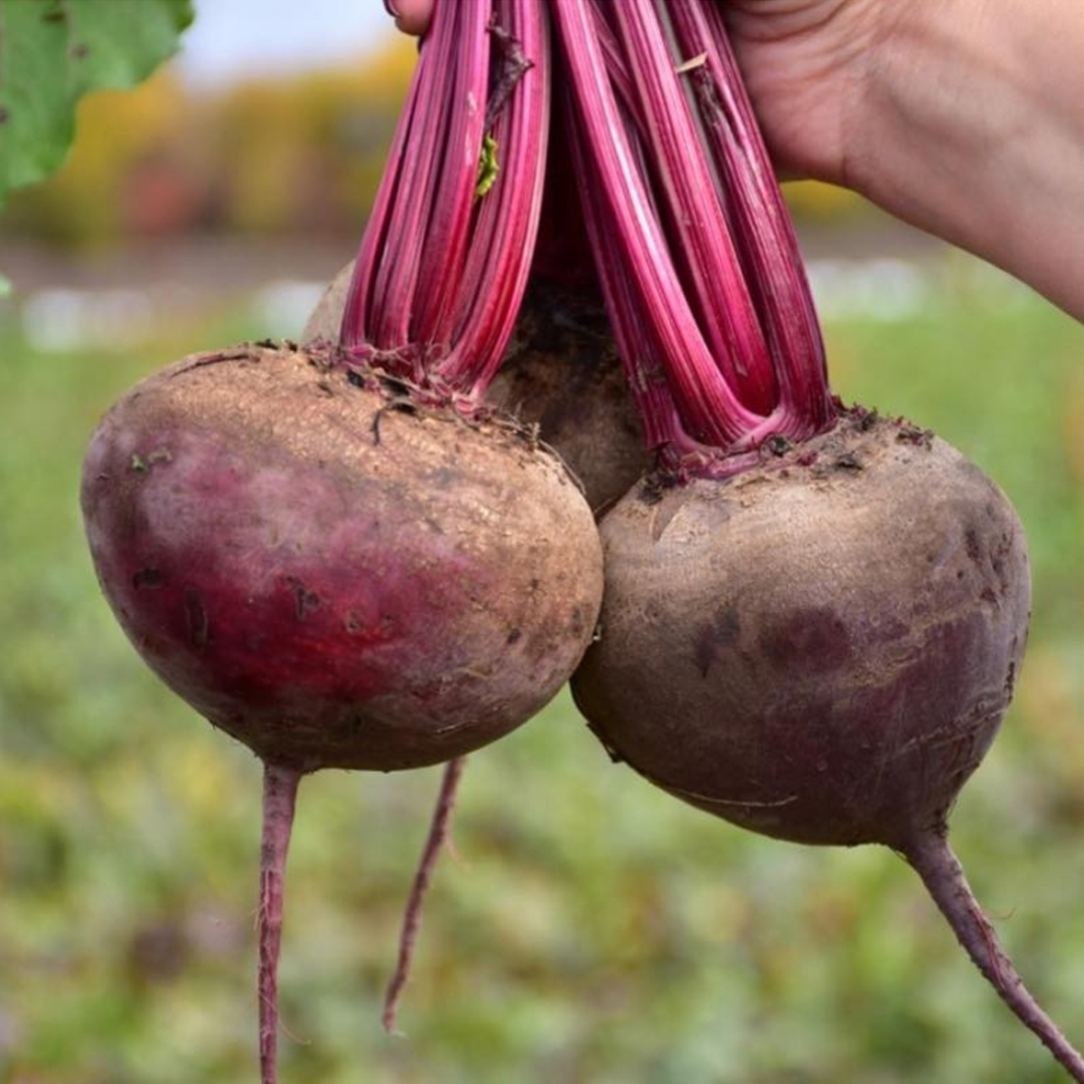 Насіння Cultiva Буряк Пабло F1 200 шт. (B14) - фото 2 Насіння Cultiva Буряк Пабло F1 200 шт. (B14) - фото 2
