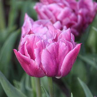 Тюльпан махровий Dobrodar Dior 2 шт. (38297114)