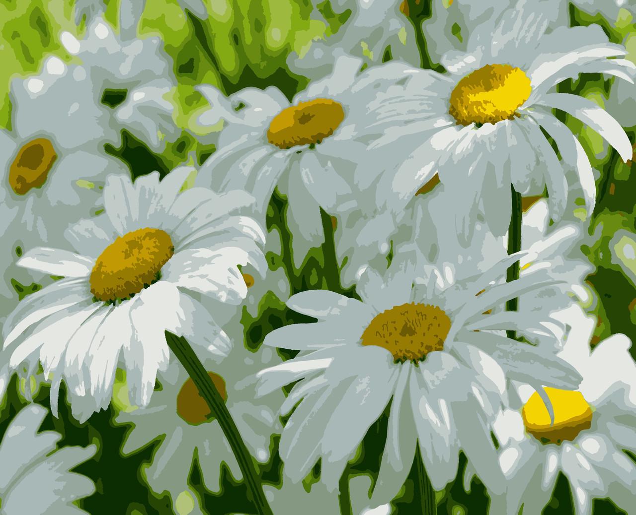 Картины по номерам Artissimo PN7151 Ромашки холст на подрамнике 40x50 см (1444905149)