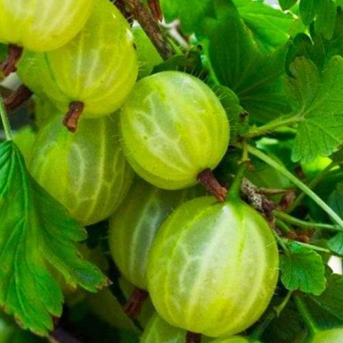 Сажанец Крыжовник зеленый Гостинец present премиальный устойчивый к заболеваниям сорт позднего срока созревания (51163) Сажанец Крыжовник зеленый Гостинец present премиальный устойчивый к заболеваниям сорт позднего срока созревания (51163)