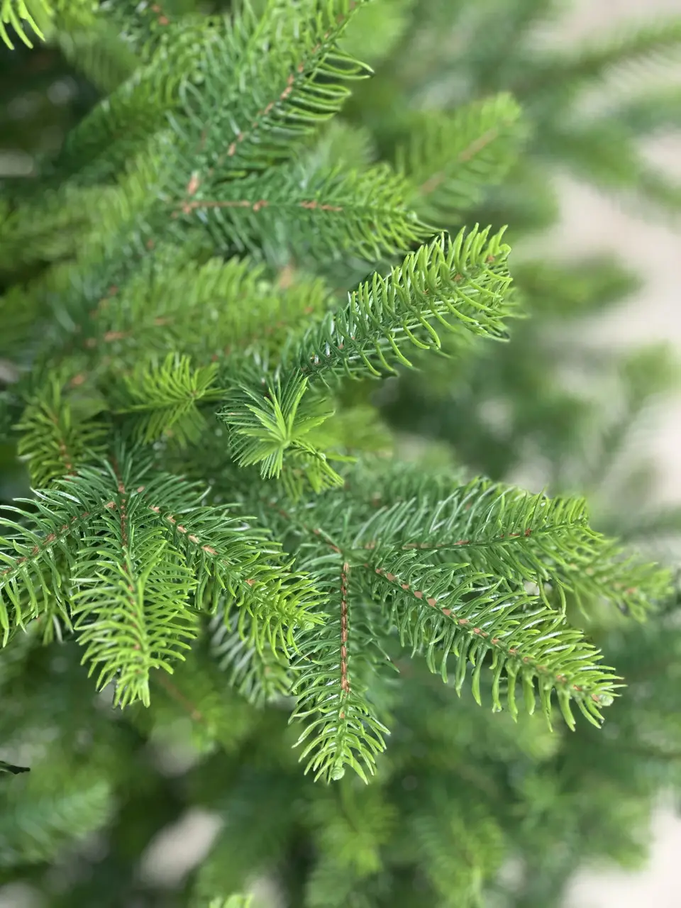 Елка искусственная HVOYA Forest Maxi литая с металлической подставкой 2 м (270/200/Mix) - фото 3 Елка искусственная HVOYA Forest Maxi литая с металлической подставкой 2 м (270/200/Mix) - фото 3