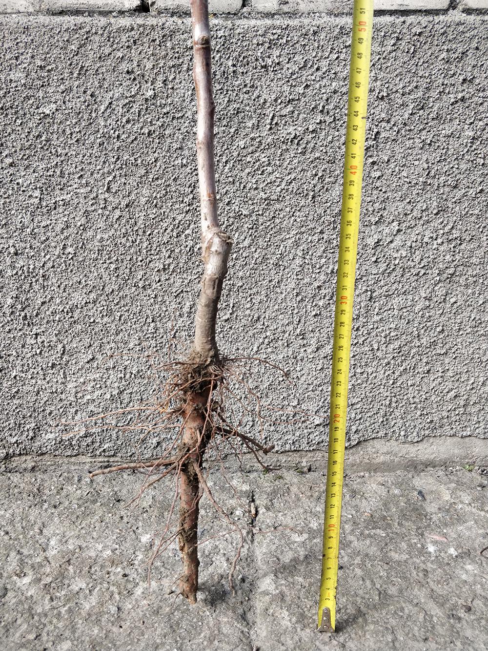 Миндаль сорт Первенец Храмова 1-летний 1 саженец (14896161) - фото 3 Миндаль сорт Первенец Храмова 1-летний 1 саженец (14896161) - фото 3